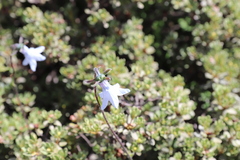 Codonopsis bulleyana