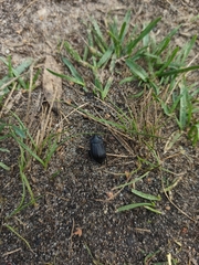 Phosphuga atrata