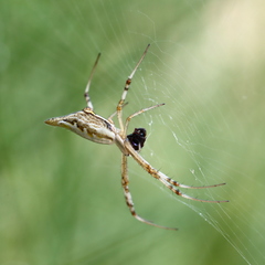Argiope protensa