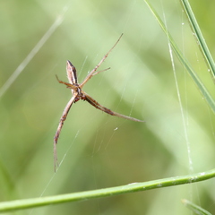 Argiope protensa