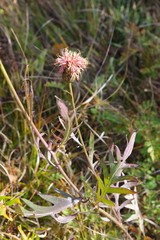 Saussurea