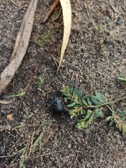 Phosphuga atrata