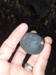 Chionanthus quadristamineus