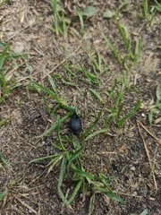 Phosphuga atrata