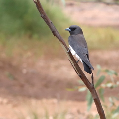 Artamus leucorynchus