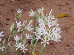 Vagaria parviflora