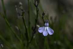 Lobelia linearis