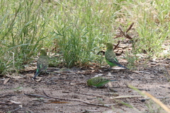 Melopsittacus undulatus