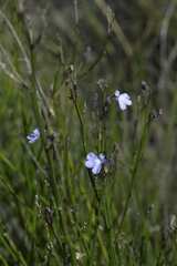 Lobelia linearis