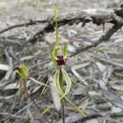 Caladenia verrucosa