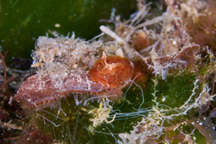 Madrella ferruginosa