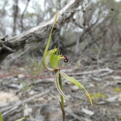 Caladenia verrucosa
