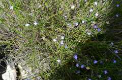 Lobelia linearis