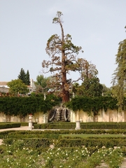 Sequoiadendron giganteum