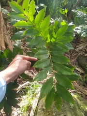 Dysoxylum pachyphyllum