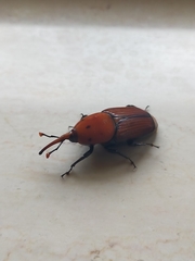 Rhynchophorus ferrugineus