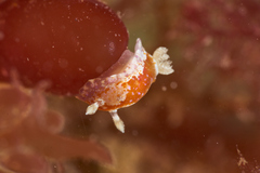 Chromodoris alternata