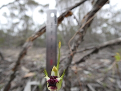 Caladenia verrucosa