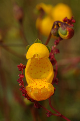 Calceolaria polyrhiza