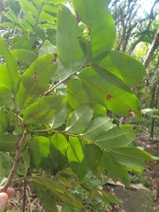 Dysoxylum pachyphyllum