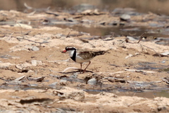 Elseyornis melanops