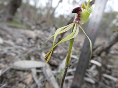 Caladenia verrucosa