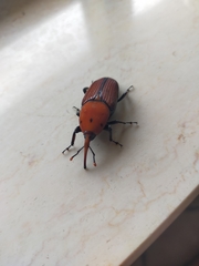 Rhynchophorus ferrugineus