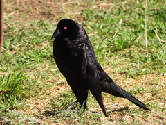 Molothrus oryzivorus