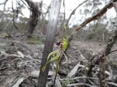 Caladenia verrucosa