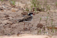 Elseyornis melanops