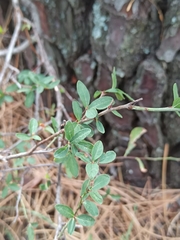 Prunus spinosa