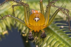 Oxyopes macilentus