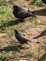 Sturnus vulgaris