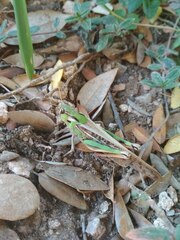 Locusta migratoria cinerascens
