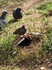 Sturnus vulgaris