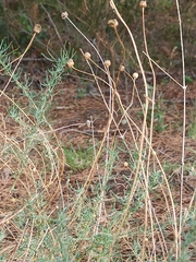 Santolina chamaecyparissus