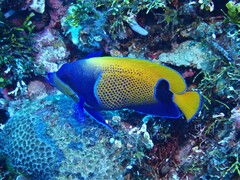 Pomacanthus navarchus