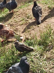 Sturnus vulgaris