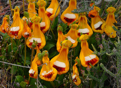 Calceolaria uniflora