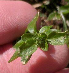 Polycarpon tetraphyllum