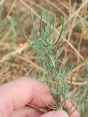 Santolina chamaecyparissus