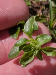 Polycarpon tetraphyllum