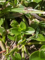 Polycarpon tetraphyllum