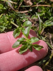 Polycarpon tetraphyllum