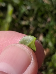 Polycarpon tetraphyllum