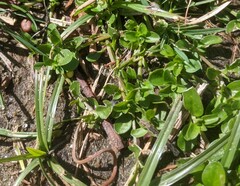 Polycarpon tetraphyllum