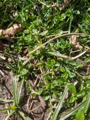 Polycarpon tetraphyllum