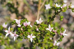 Boronia algida