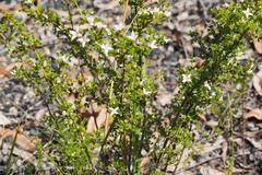 Boronia algida