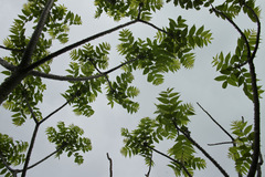 Zanthoxylum ailanthoides